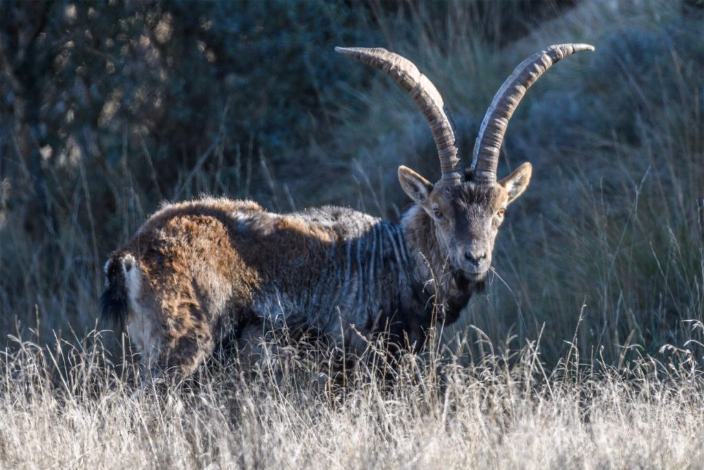 La sarna avanza en Beceite y contabilizan 11 cabras muertas por la epidemia